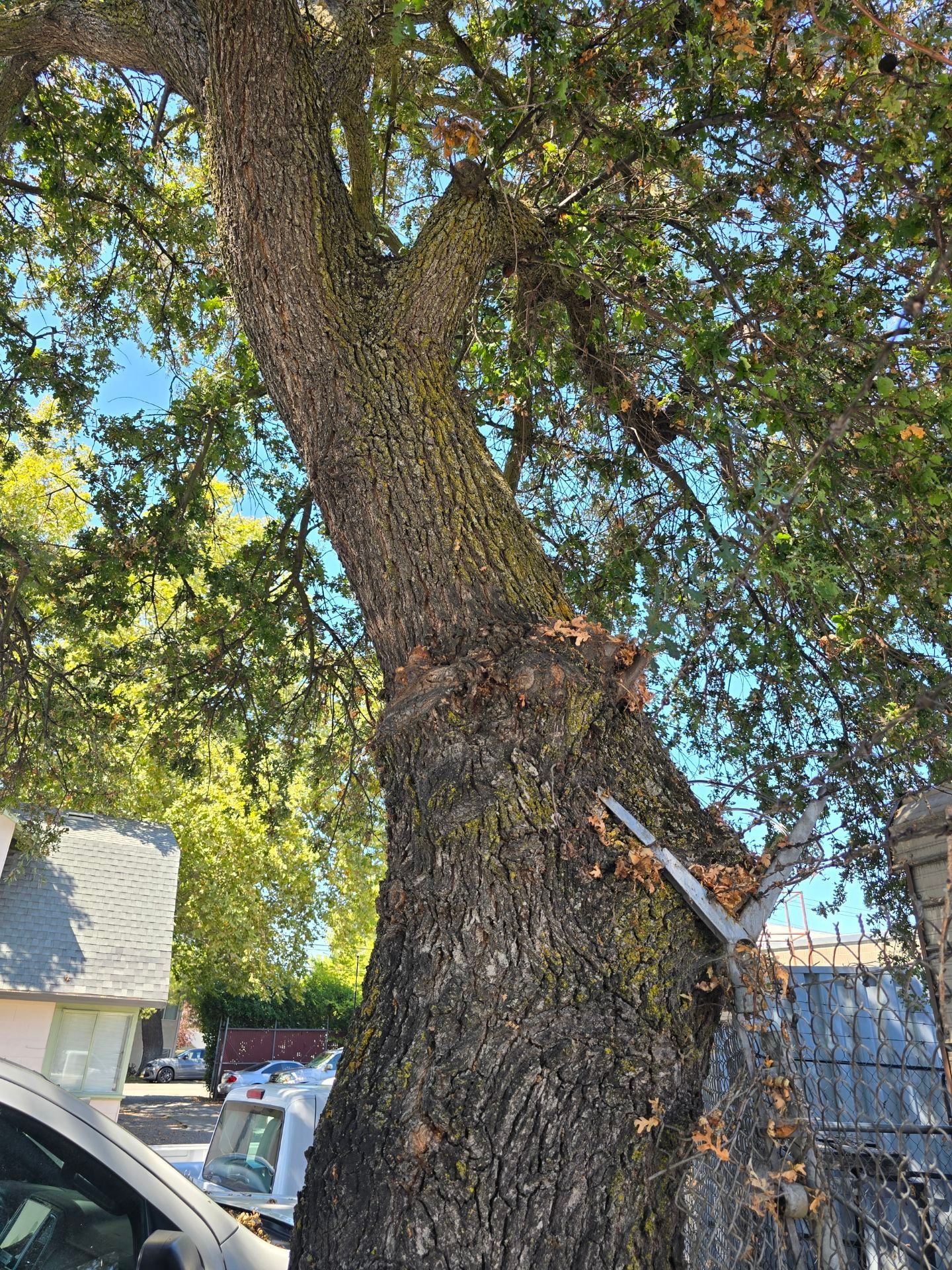 Arborist using chainsaw to cut a tree trunk, crane holding section of tree, sky and foliage in the background.