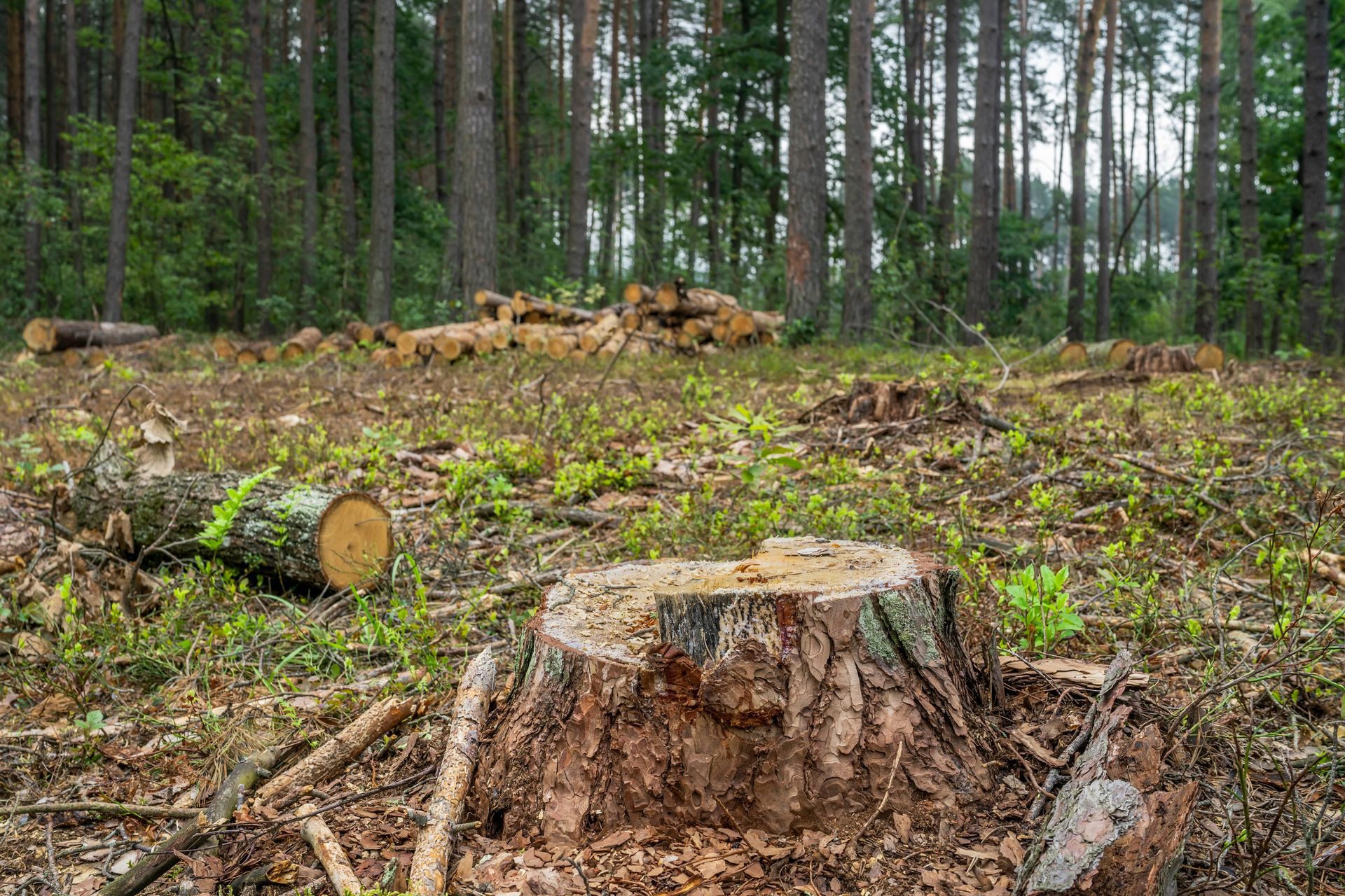 Forest clearing with a tree stump in the foreground, cut logs, and trees in the background. Forest clearing with a tree stump in the foreground, cut logs, and trees in the background.