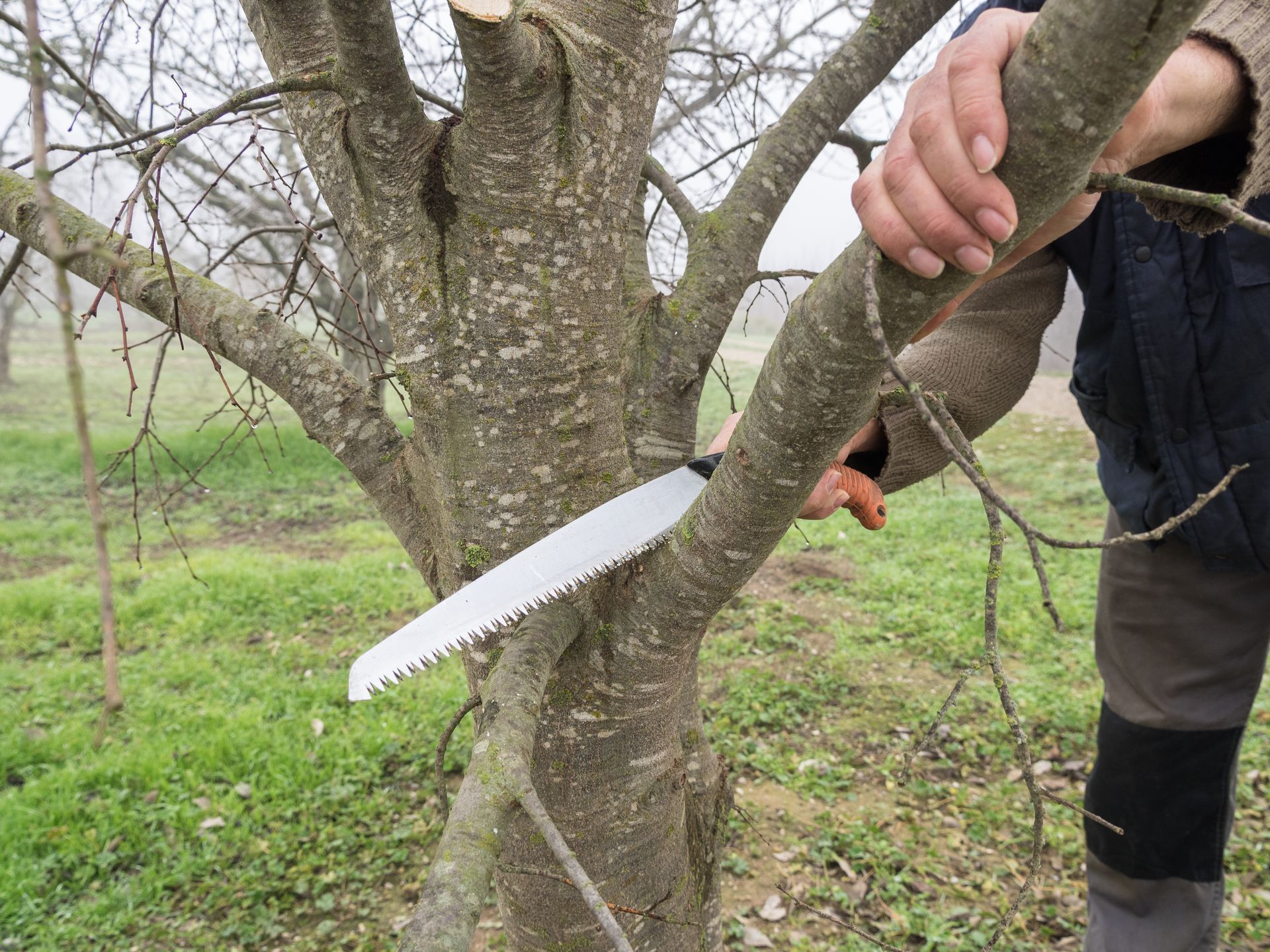 Person sawing a tree branch with a hand saw in a foggy orchard.