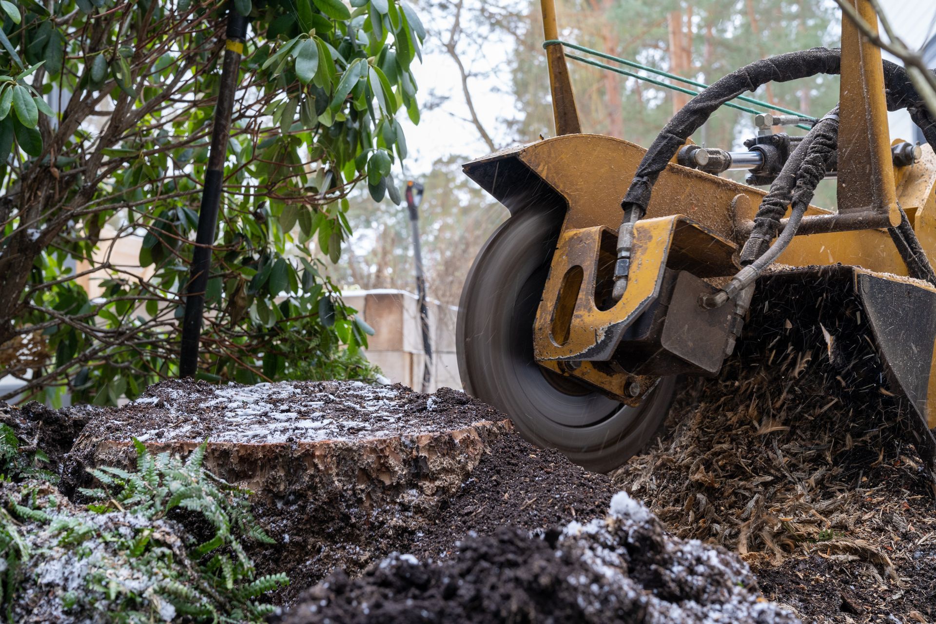Yellow stump grinder removing a tree stump, wood chips flying.
