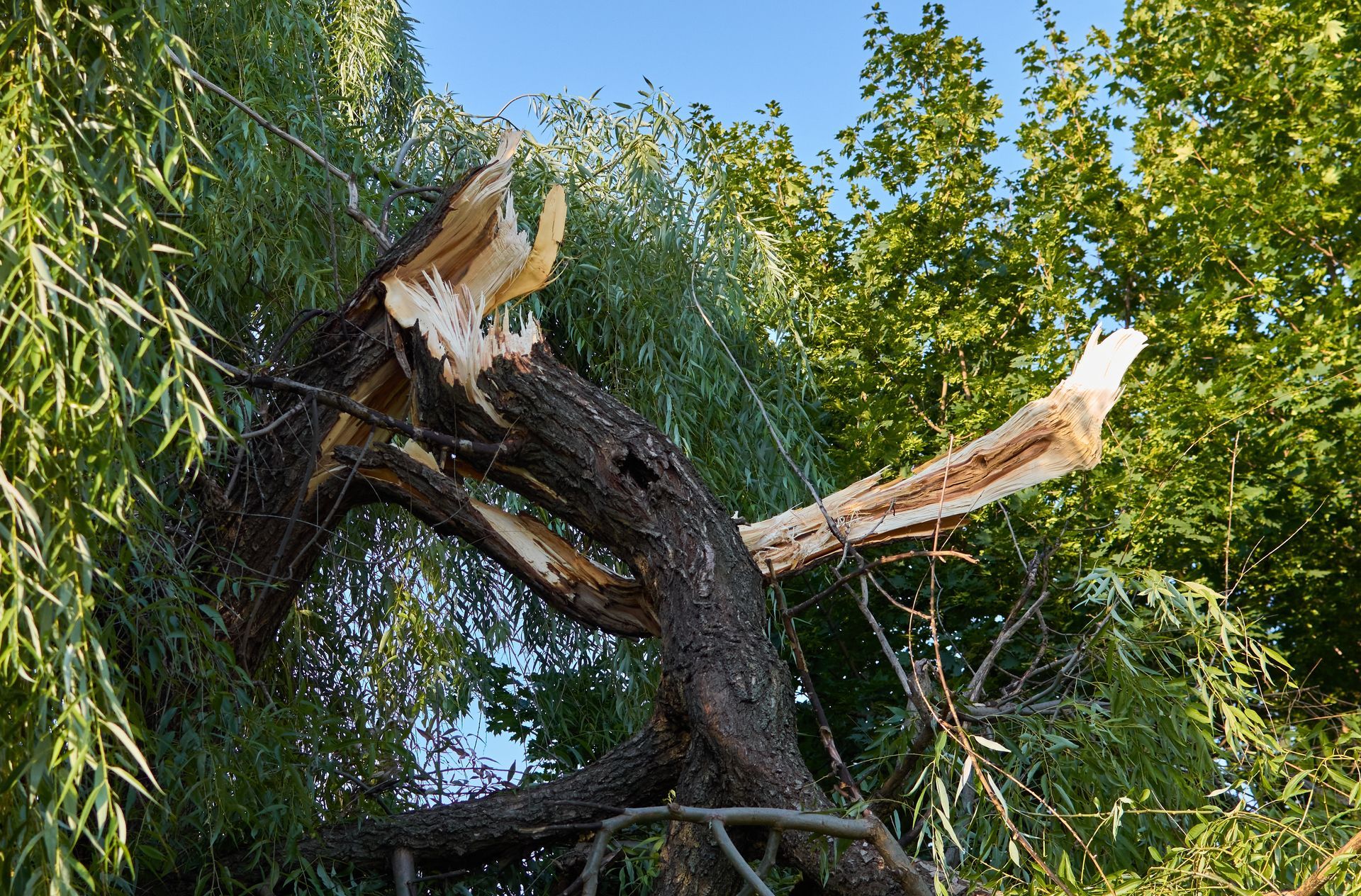 Broken tree branch, jagged edges, green leaves, blue sky visible.