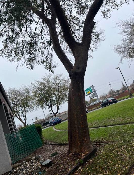 Tall tree with brown trunk and bare branches near a building and road, overcast sky.