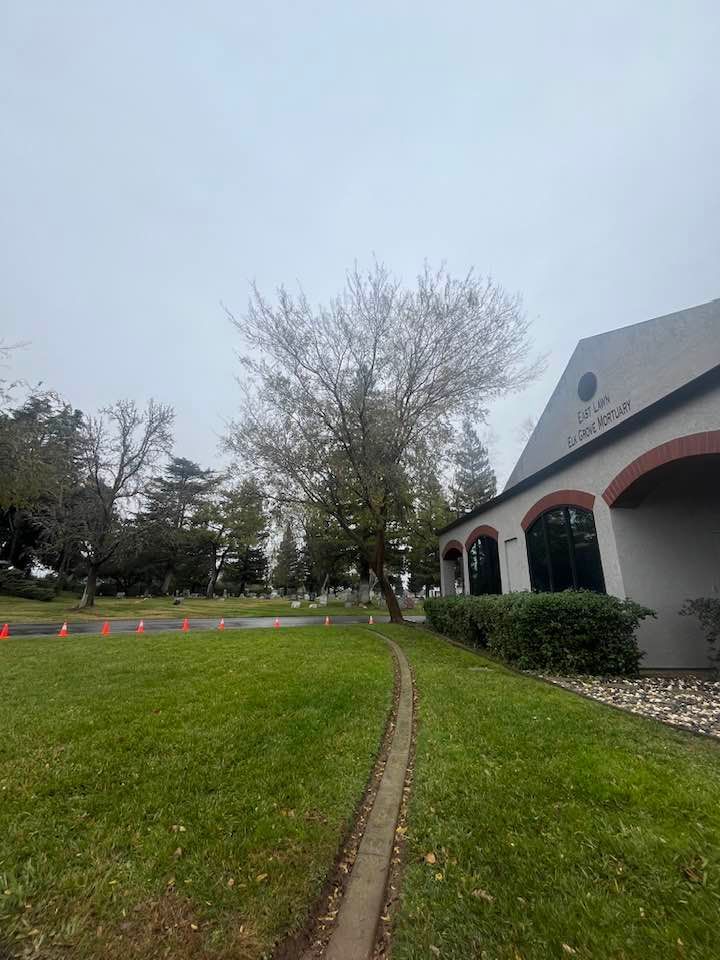 A cloudy day at a building with arched windows, a tree, and a grassy area.