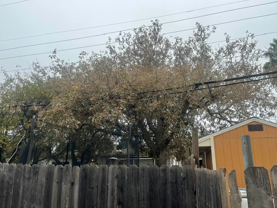Large tree with light-colored leaves behind a wooden fence, with power lines and a yellow building in the background.