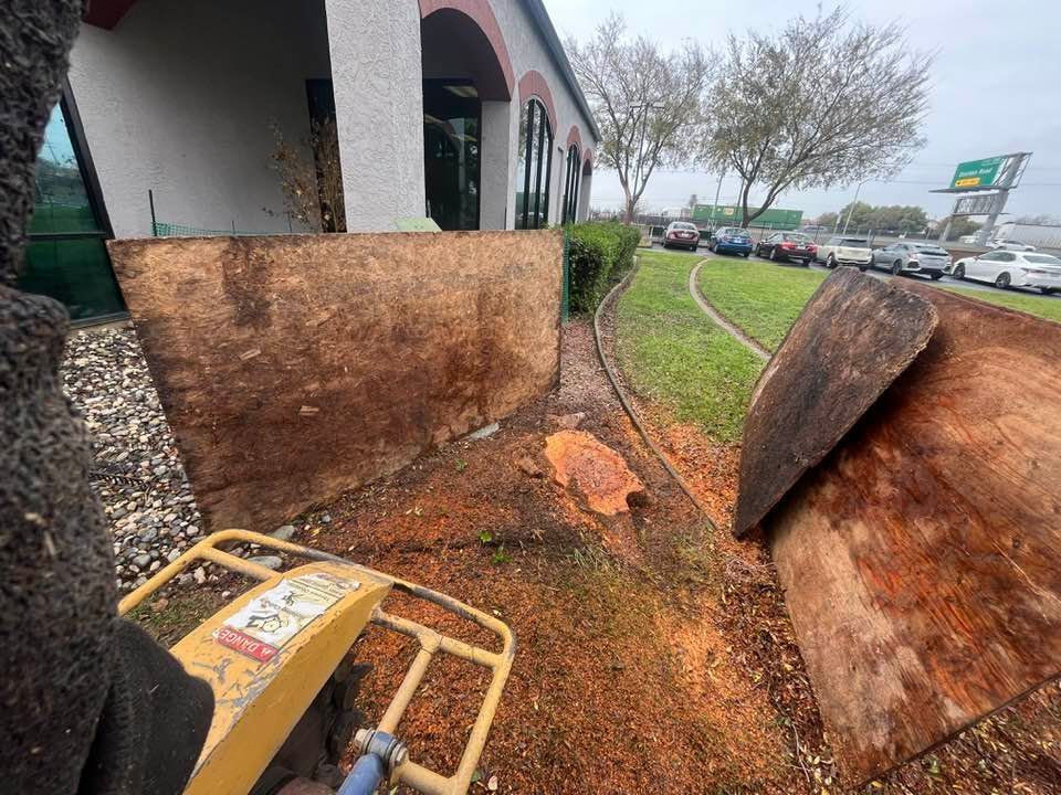 A stump grinder working near a building's foundation, creating wood chips.