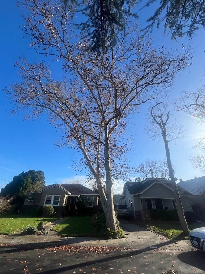 Bare tree on a street with houses and a clear blue sky.