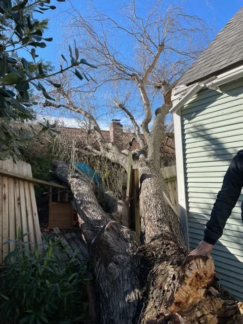 Tree stump on grass. Brown and tan colors. Surrounded by dirt.