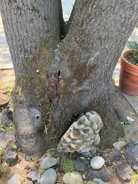 Close-up of a tree trunk splitting into two large branches, with moss and rocks at the base.