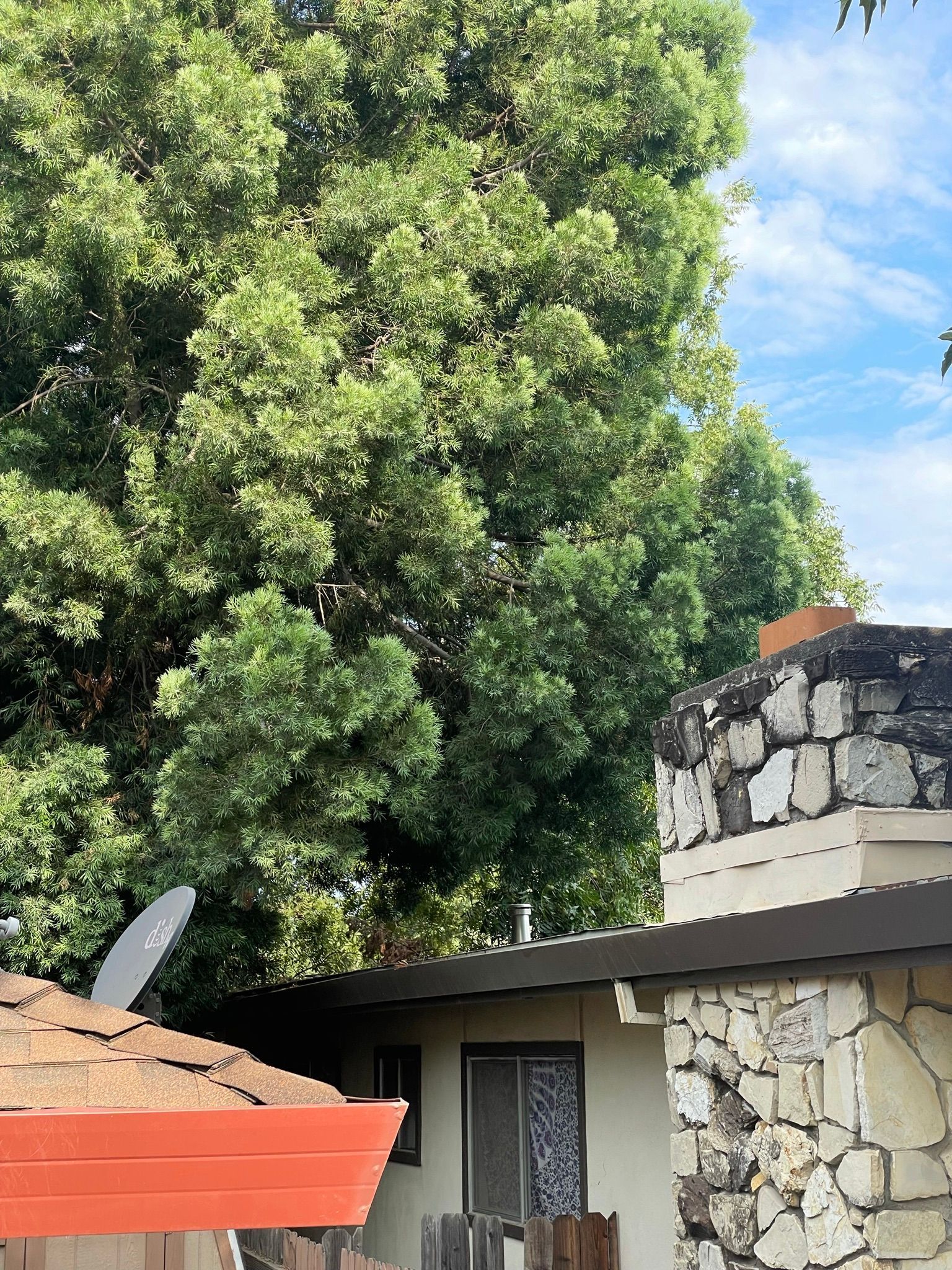 Man wearing safety glasses using a purple electric chainsaw to cut a tree limb outdoors.