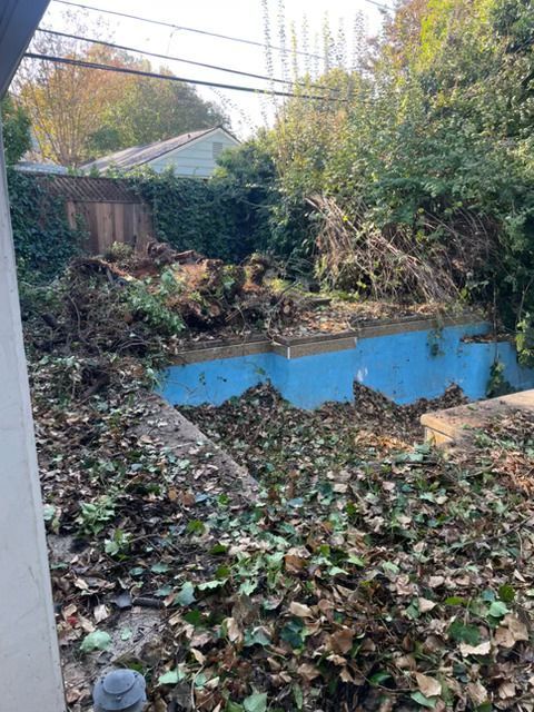 Overgrown backyard with a dilapidated blue pool covered in leaves and debris. Overgrown backyard with a dilapidated blue pool covered in leaves and debris.