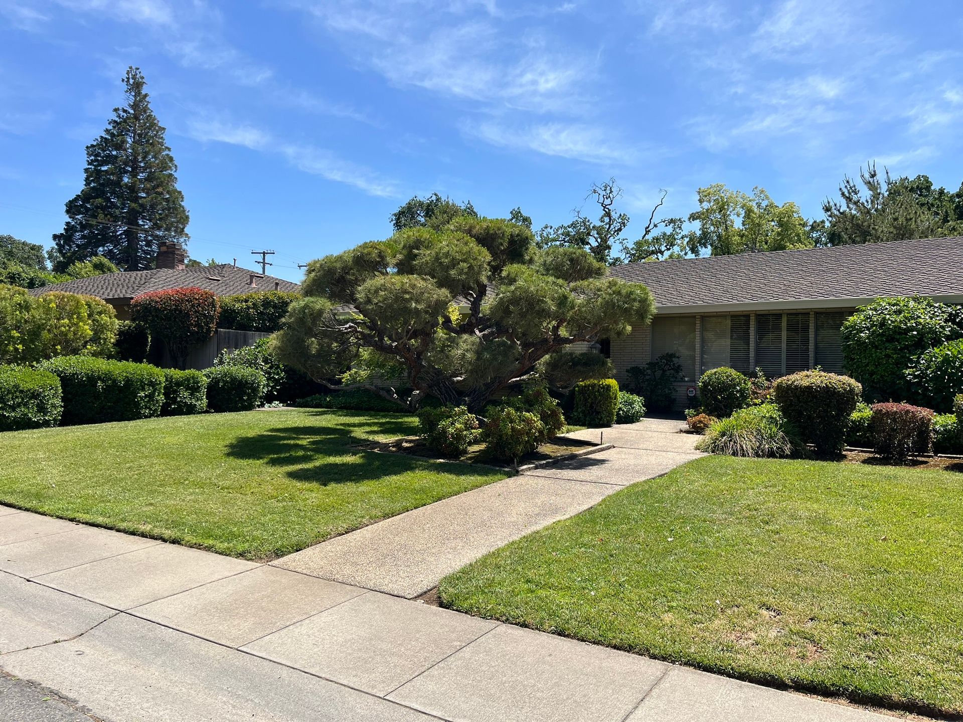 Arborist in safety gear, cutting a tree branch with a chainsaw, sawdust in the air, blue sky background.