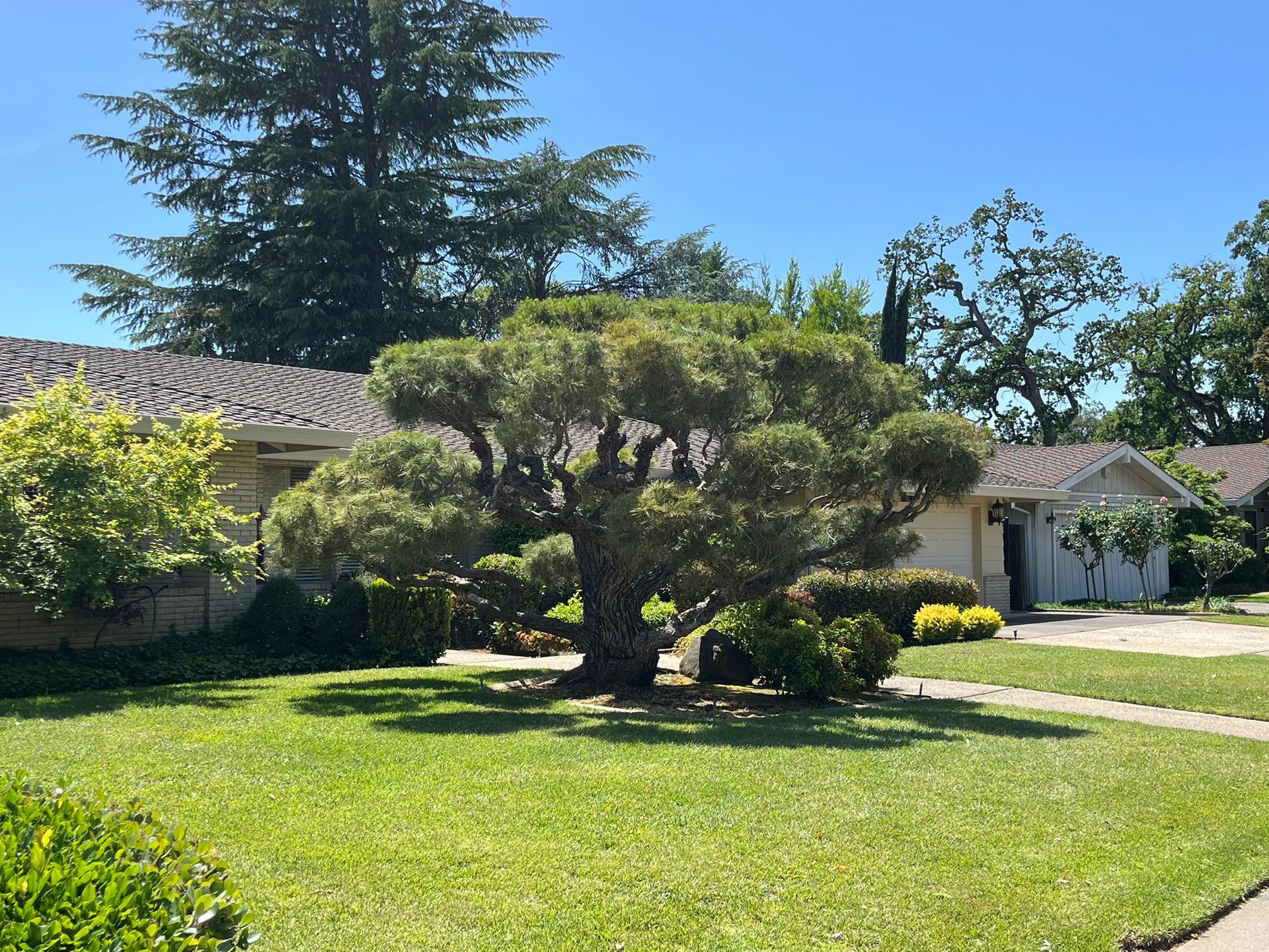 A well-manicured, green tree in front yard, houses in background, sunny day.