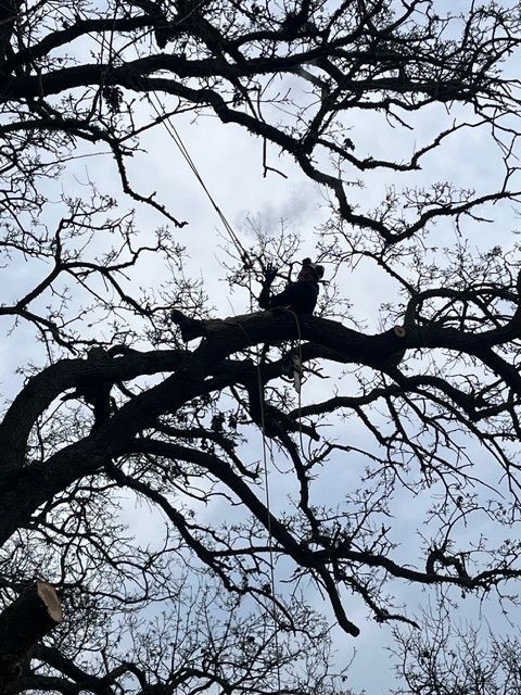 Arborist cutting tree branches, silhouetted against a cloudy sky.