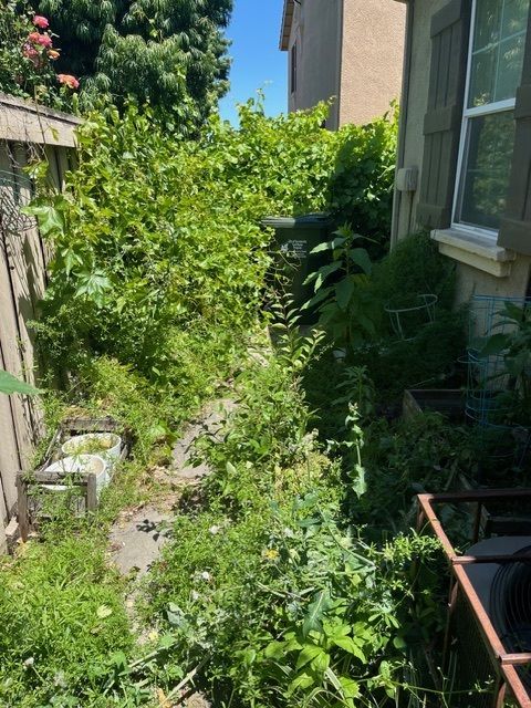 Overgrown backyard with dense green plants, partial concrete path, and a building on the right.