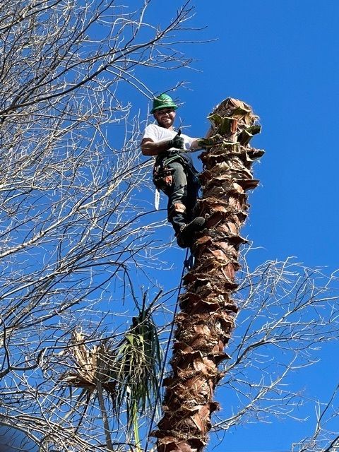 Arborist wearing a safety harness trimming a tall palm tree under a clear blue sky.