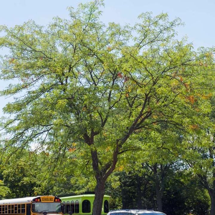 Purple allium flowers in bloom, with green stems and leaves in a garden bed.