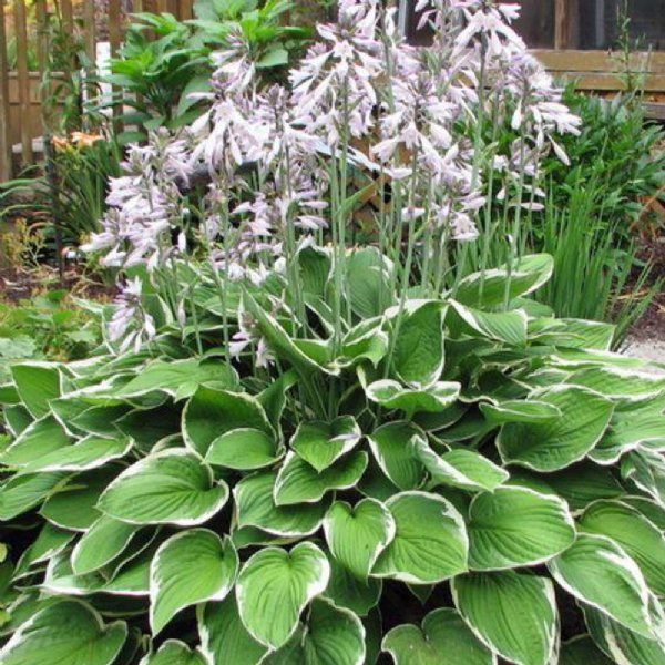 Hosta plant with green leaves and white edges, topped with tall stalks of white flowers.