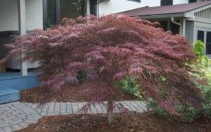 Japanese Maple 'Inaba Shidare'