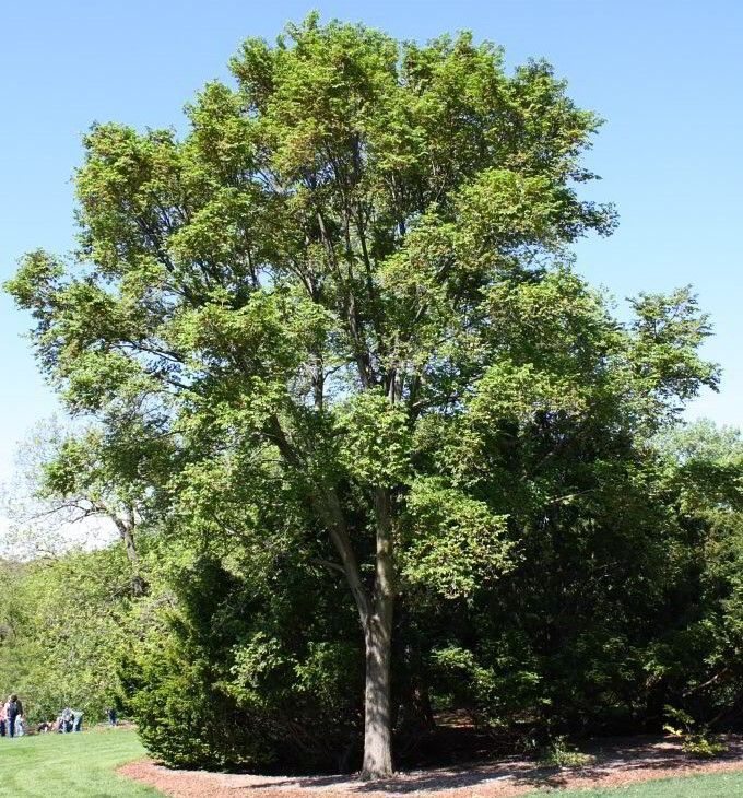Purple allium flowers in bloom, with green stems and leaves in a garden bed.