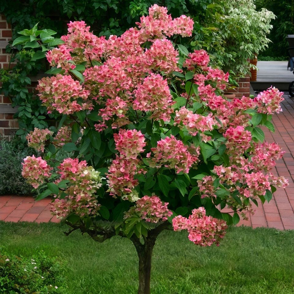 Hydrangea Tree ‘Berry White’