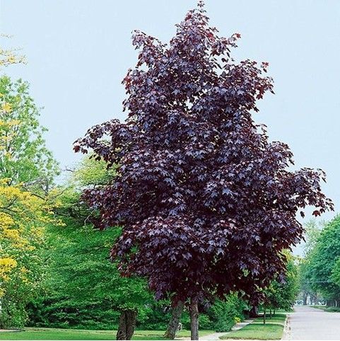 Maple ‘Crimson Sunset’