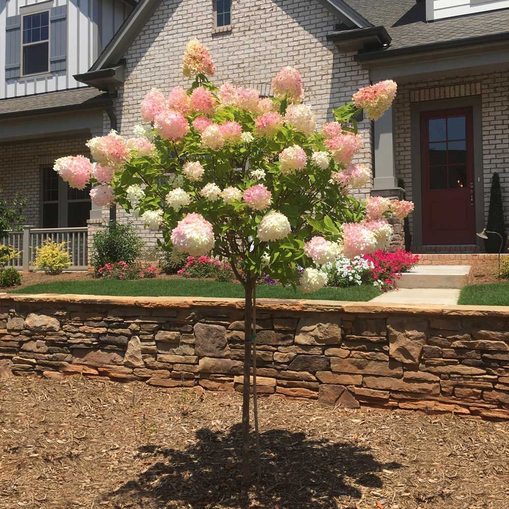 Hydrangea Tree ‘Vanilla Strawberry’