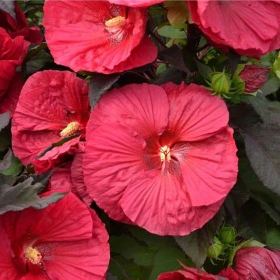 Red hibiscus flowers bloom on a dark-leafed bush in a garden.