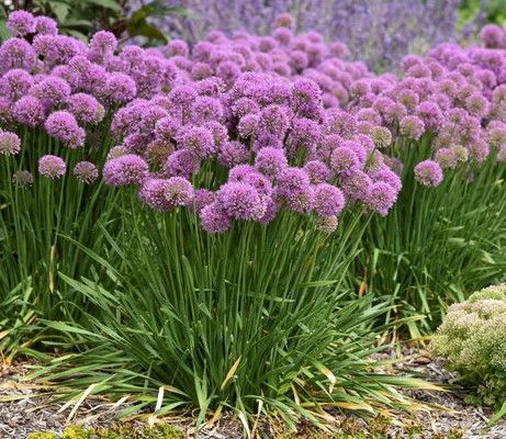 Allium ‘Serendipity’