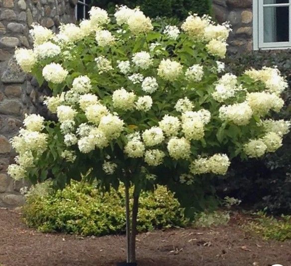 Hydrangea Tree ‘Limelight’