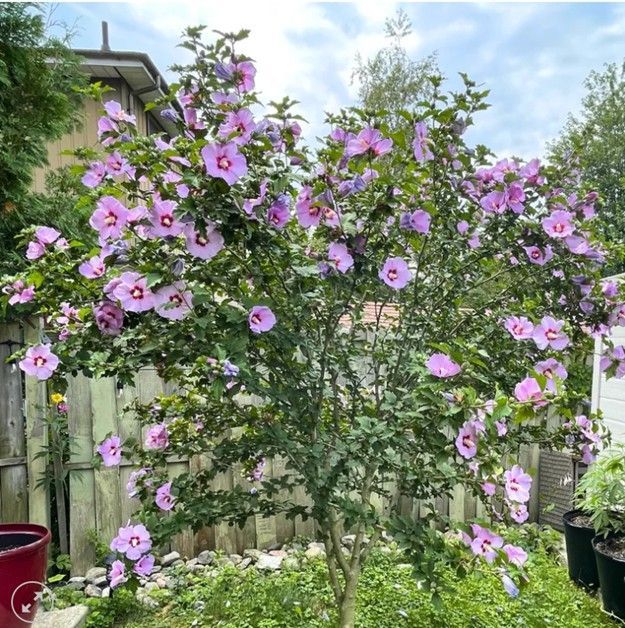 Purple allium flowers in bloom, with green stems and leaves in a garden bed.