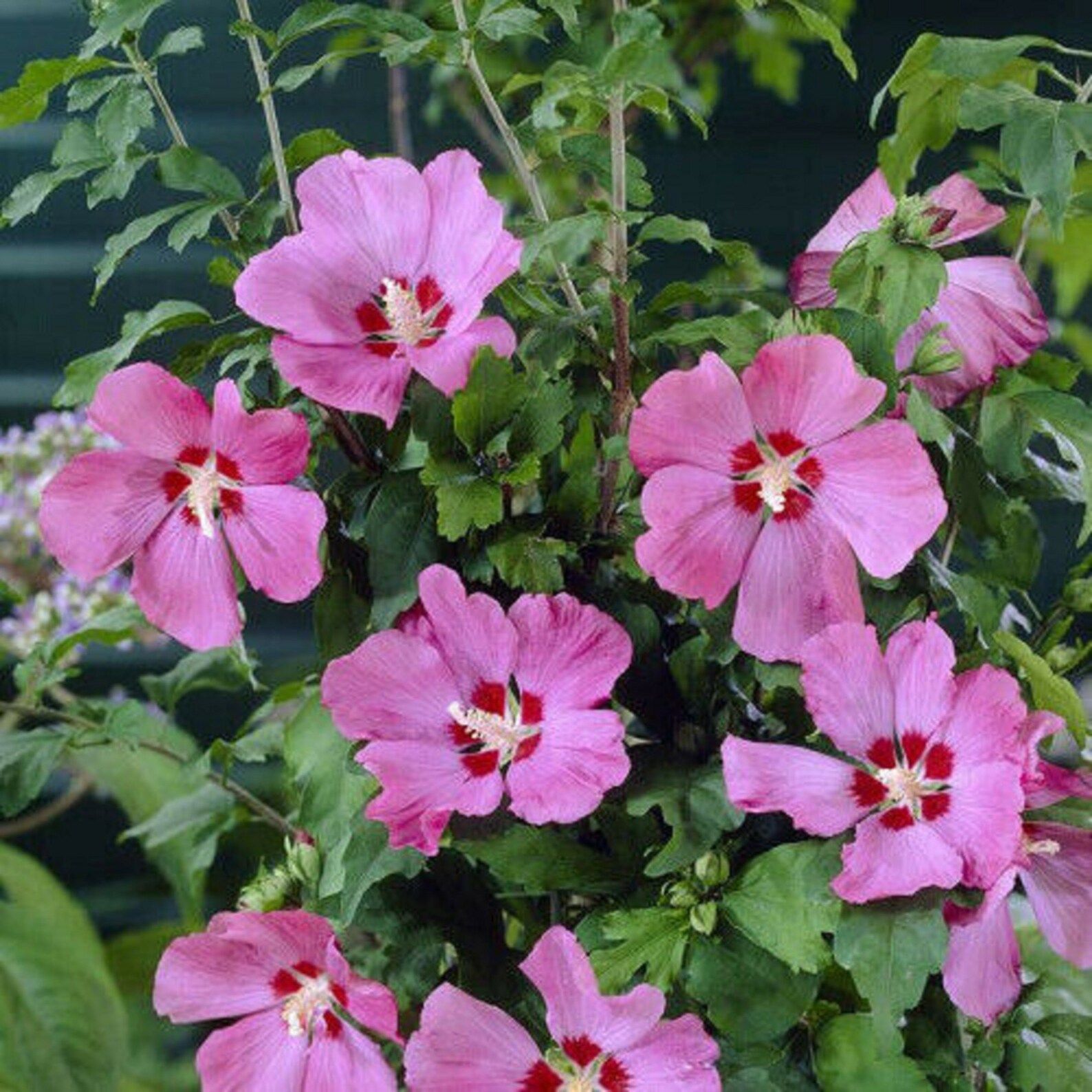 Hibiscus Tree ‘Woodbridge’