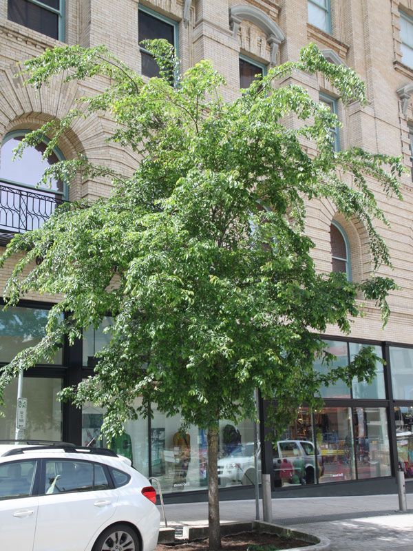 Elm ‘Frontier’