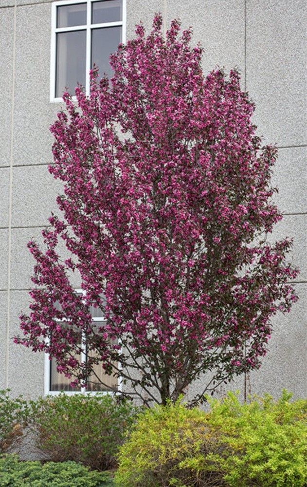 Crabapple ‘Gladiator’