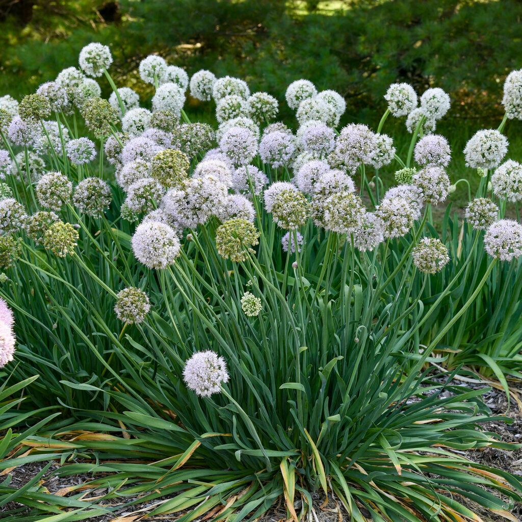 Clump of globe allium flowers, lavender-purple spheres on green stalks, surrounded by long green leaves.