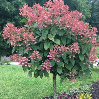 Hydrangea Tree ‘Quickfire’