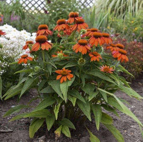 Orange coneflowers in bloom, green foliage, growing in garden bed.