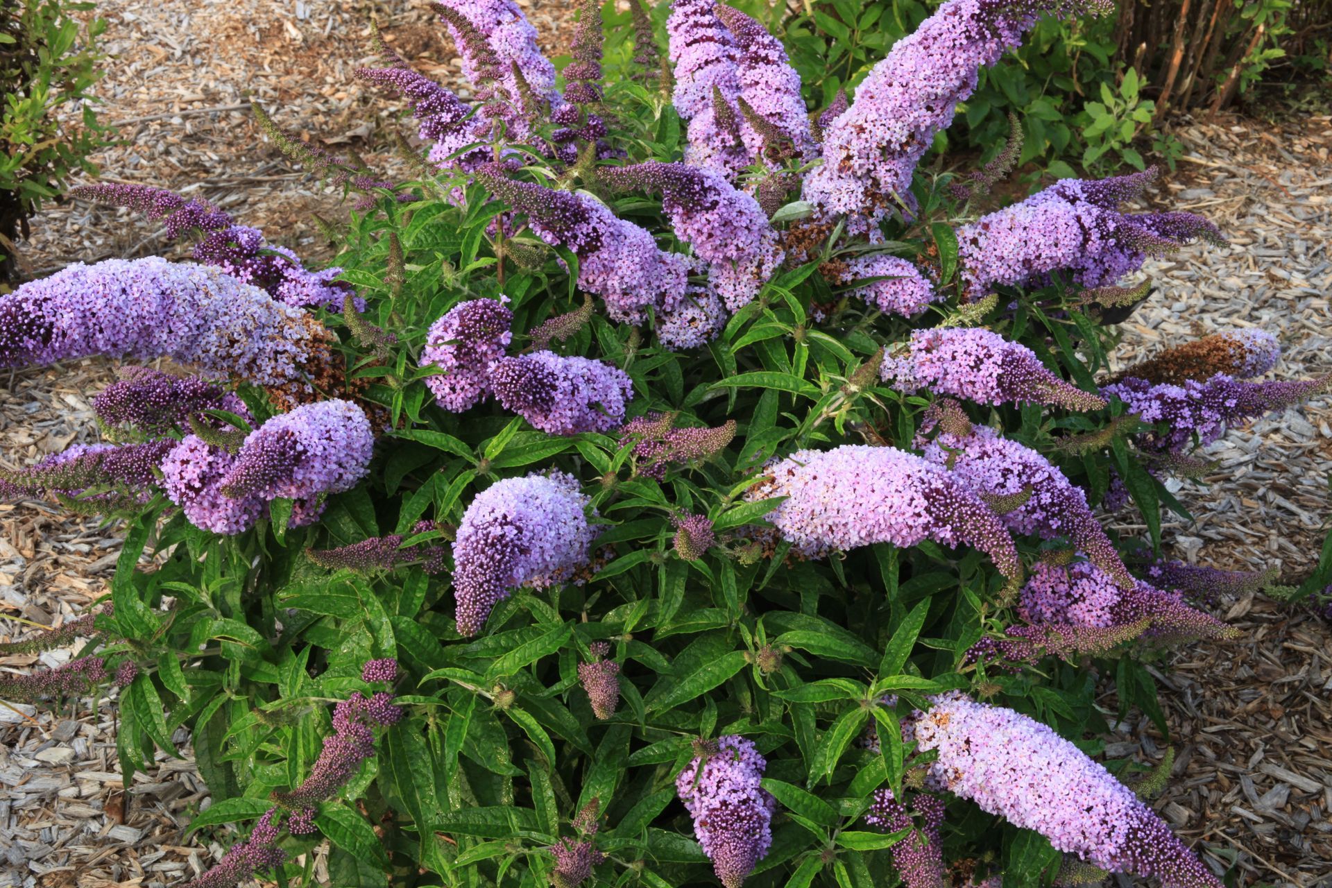 Purple allium flowers in bloom, with green stems and leaves in a garden bed.