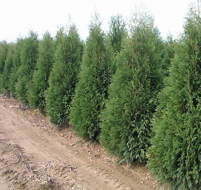 Arborvitae ‘Fairview’