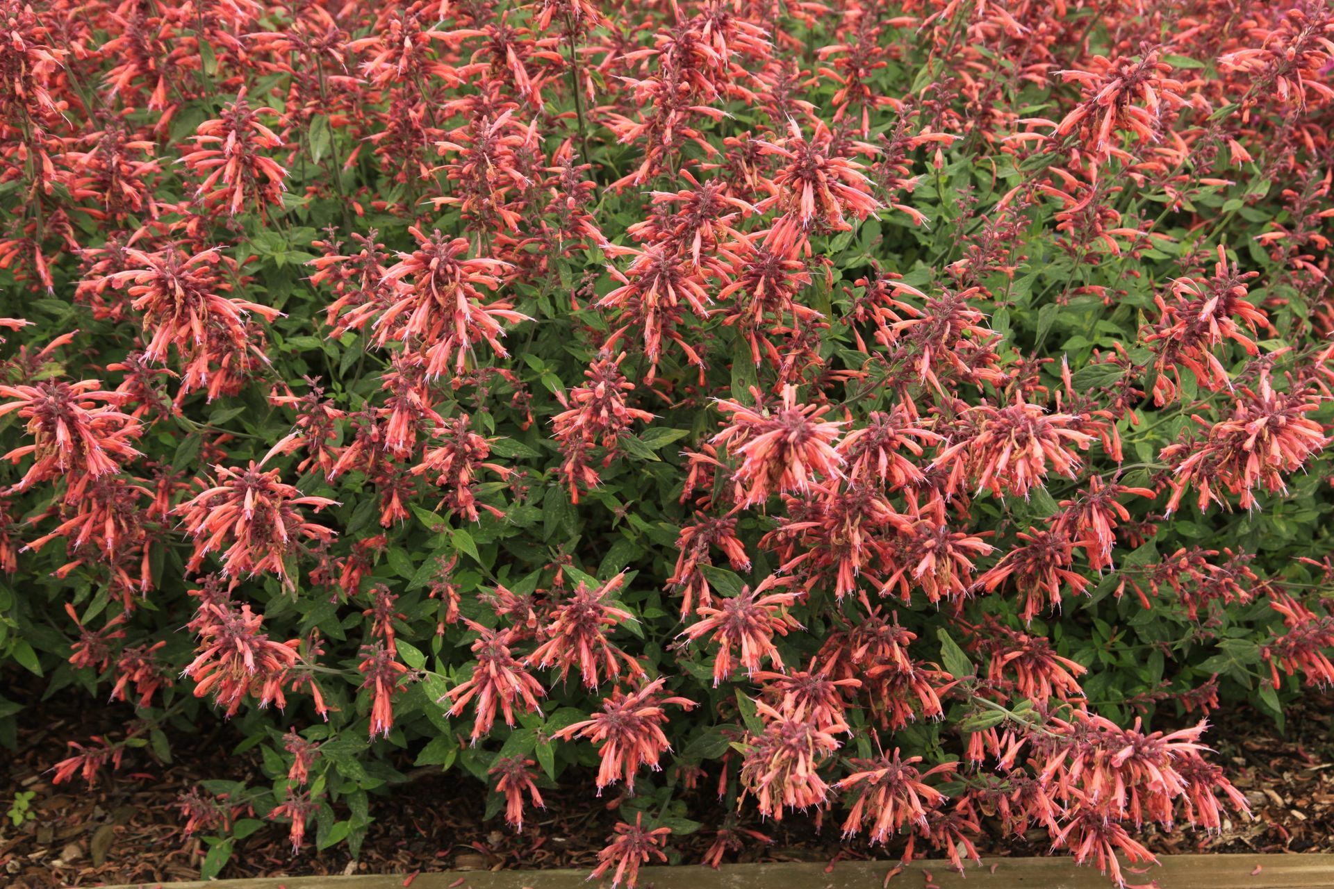 Purple allium flowers in bloom, with green stems and leaves in a garden bed.