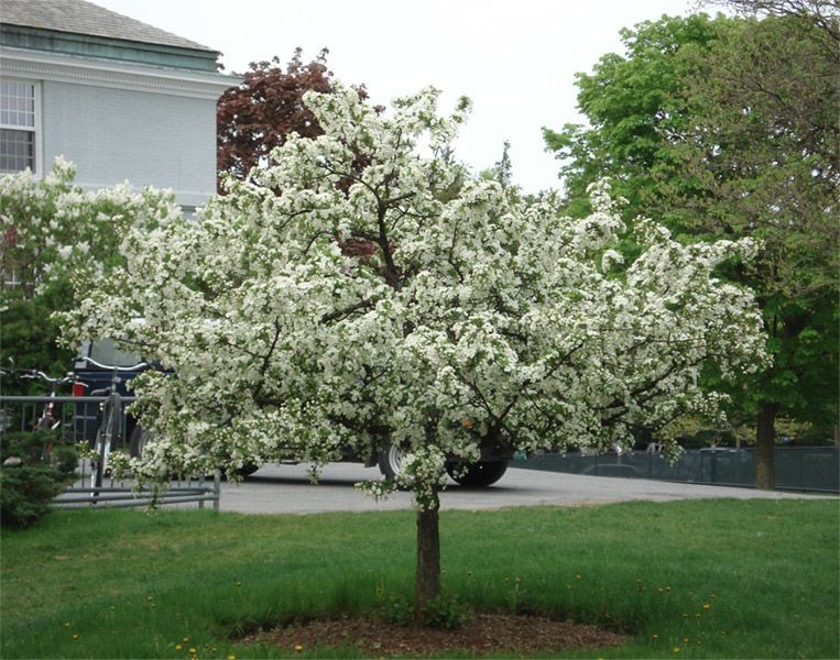Crabapple ‘Sargent’ (Dwarf)