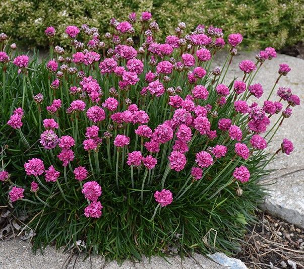 Pink sea thrift flowers with grassy foliage.