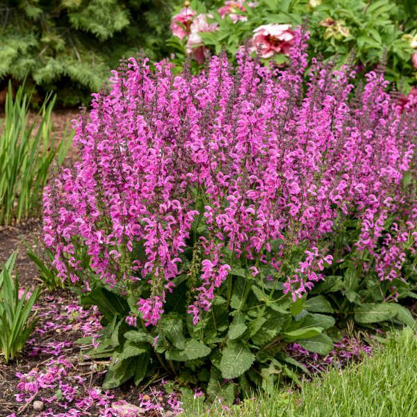 Purple allium flowers in bloom, with green stems and leaves in a garden bed.