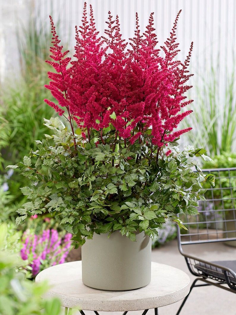 Red Astilbe flowers with green foliage in a gray pot on a table.