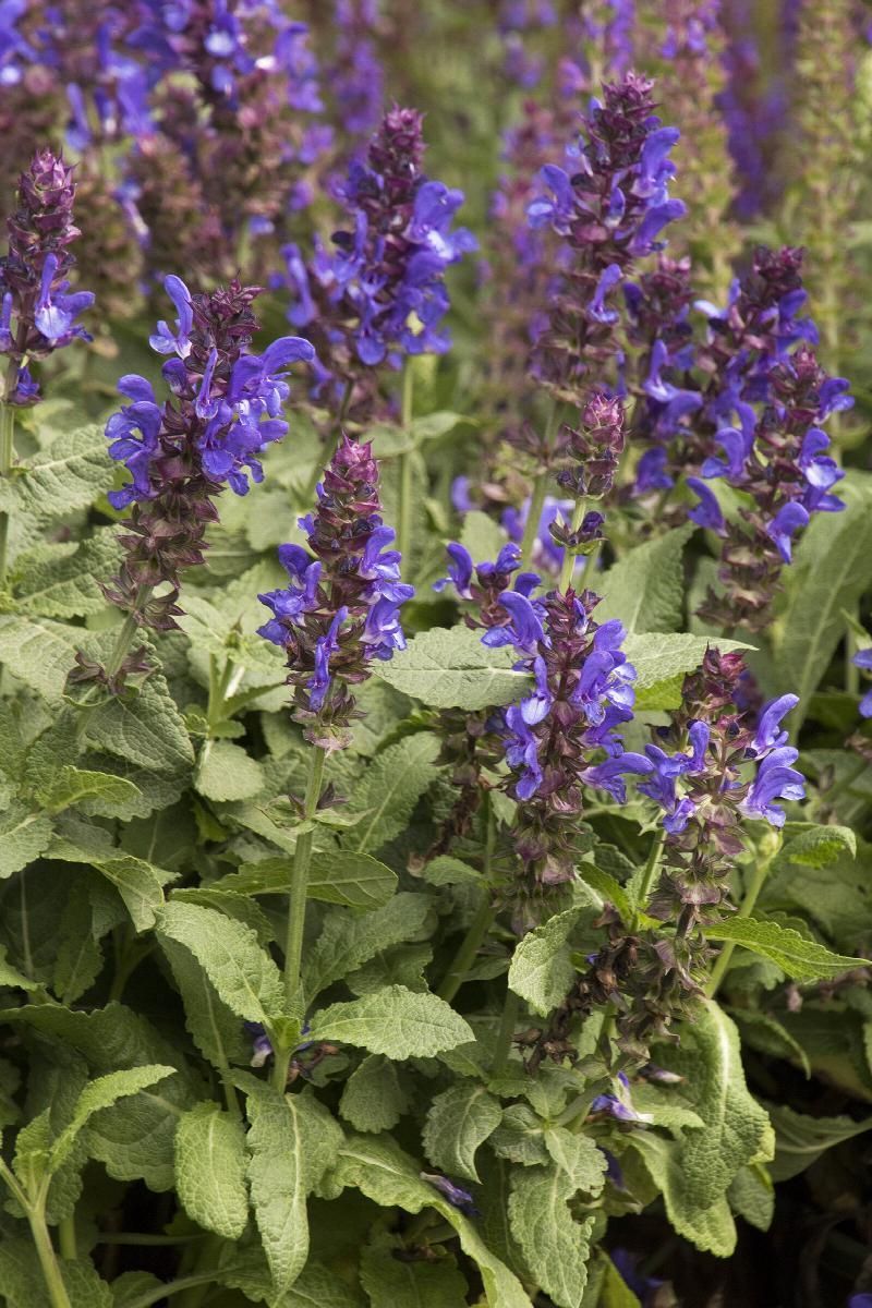 Purple salvia flowers in bloom, with green foliage.