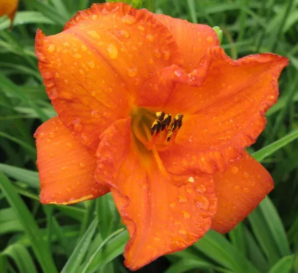 Orange daylilies blooming in a field with green foliage.