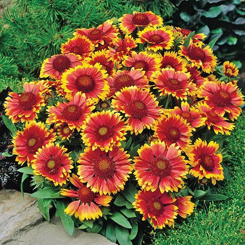 Clump of red and yellow blanket flowers in a garden.
