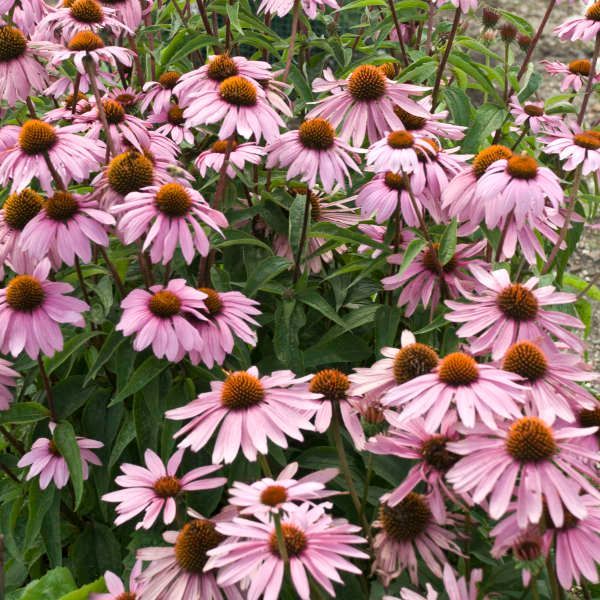 Field of purple coneflowers with orange centers, green stems and leaves.