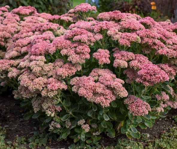 Pink flowering Sedum plant in garden.