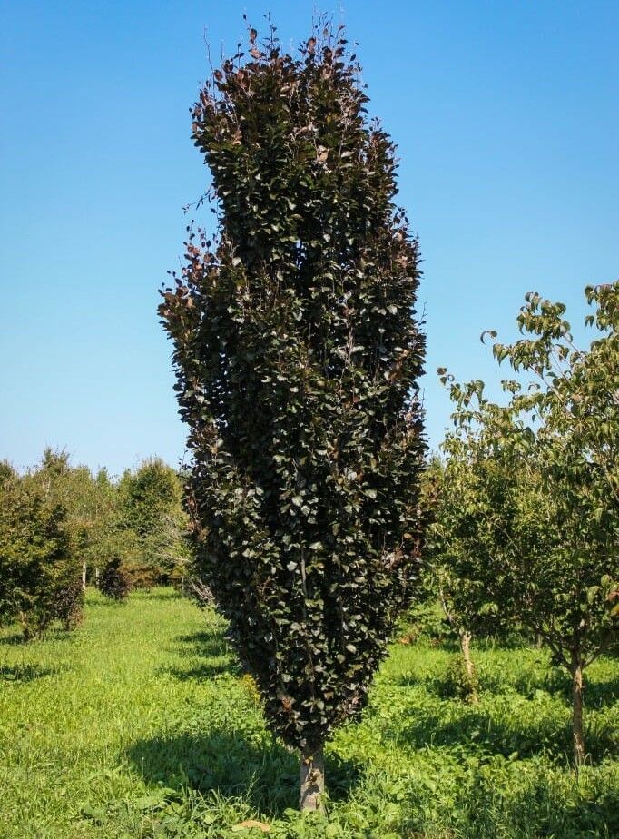 Beech ‘Dawyck’