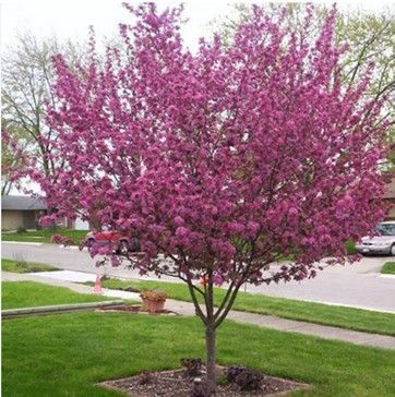 Crabapple ‘Purple Prince’